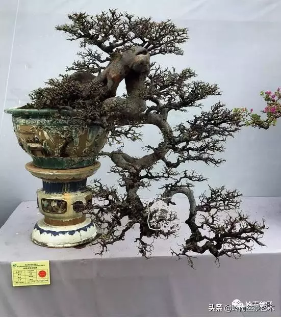 中外頂級盆展亮點作品回顧