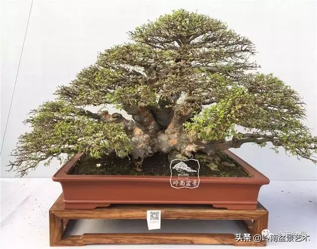 中外頂級盆展亮點作品回顧