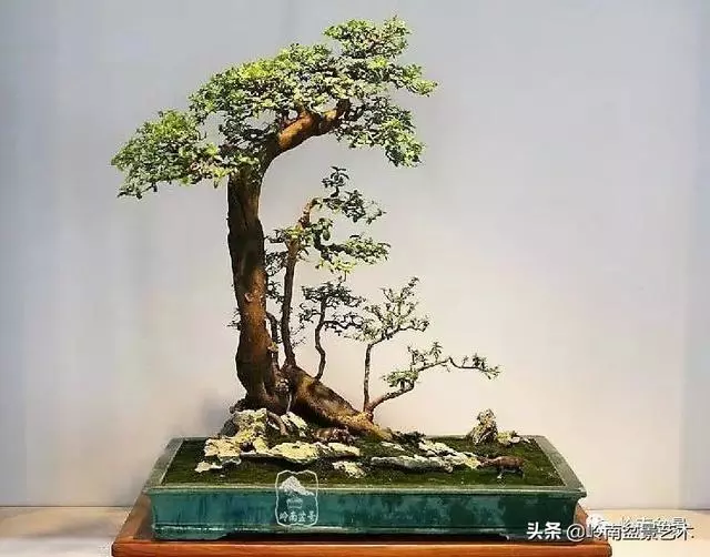 中外頂級盆展亮點作品回顧