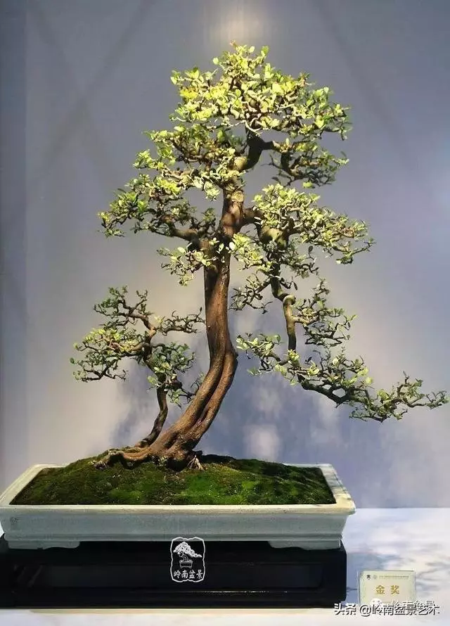 中外頂級盆展亮點作品回顧