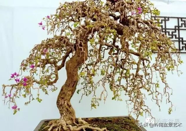 中外頂級盆展亮點作品回顧
