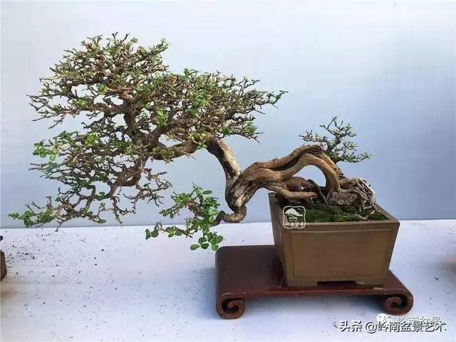 中外頂級盆展亮點作品回顧