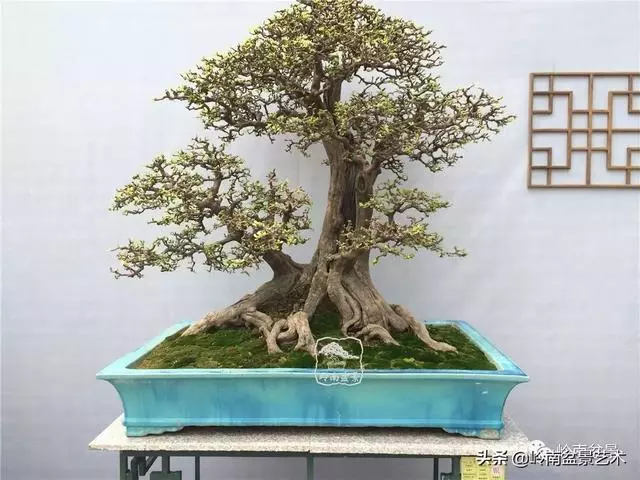 中外頂級盆展亮點作品回顧