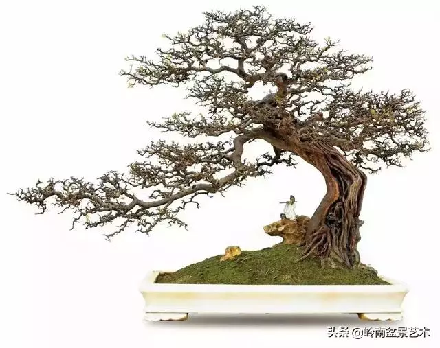 中外頂級盆展亮點作品回顧