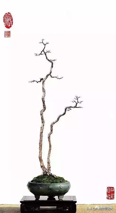 中外頂級盆展亮點作品回顧
