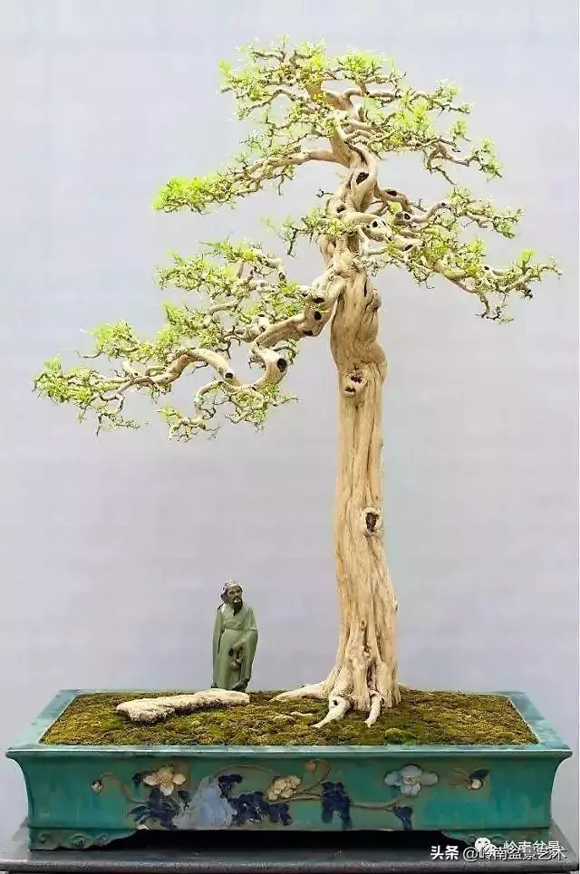 中外頂級盆展亮點作品回顧