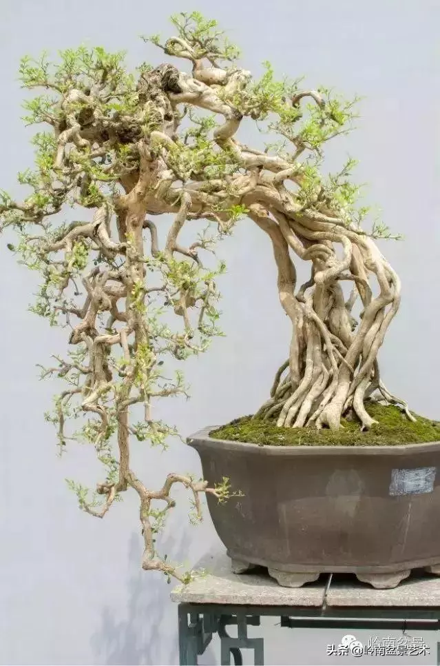 中外頂級盆展亮點作品回顧
