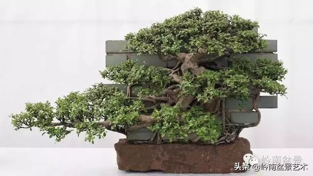 中外頂級盆展亮點作品回顧