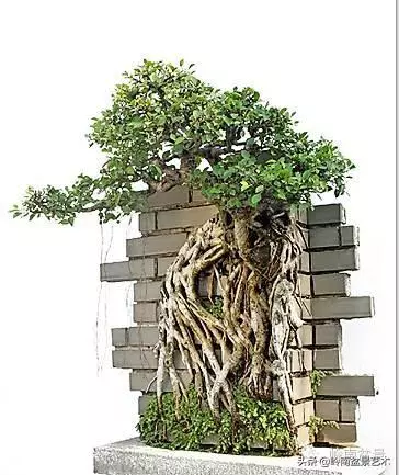 中外頂級盆展亮點作品回顧