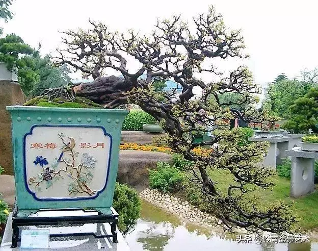 中外頂級盆展亮點作品回顧