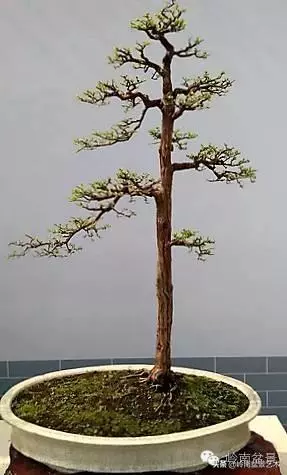中外頂級盆展亮點作品回顧