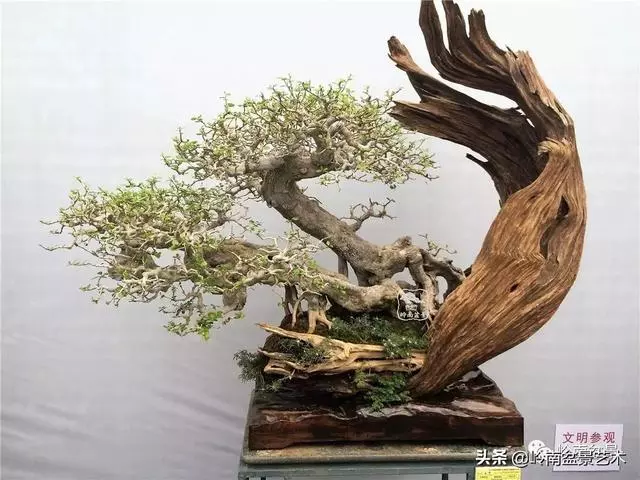 中外頂級盆展亮點作品回顧