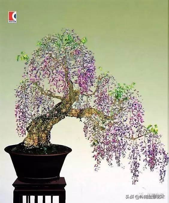 中外頂級盆展亮點作品回顧
