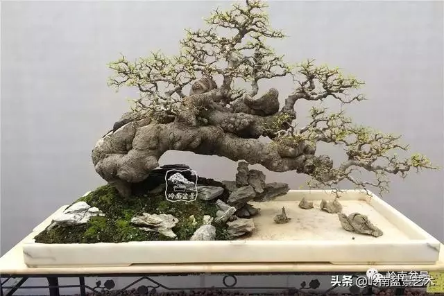 中外頂級盆展亮點作品回顧