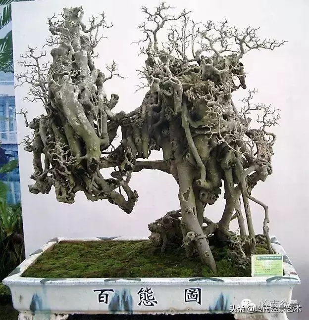中外頂級盆展亮點作品回顧