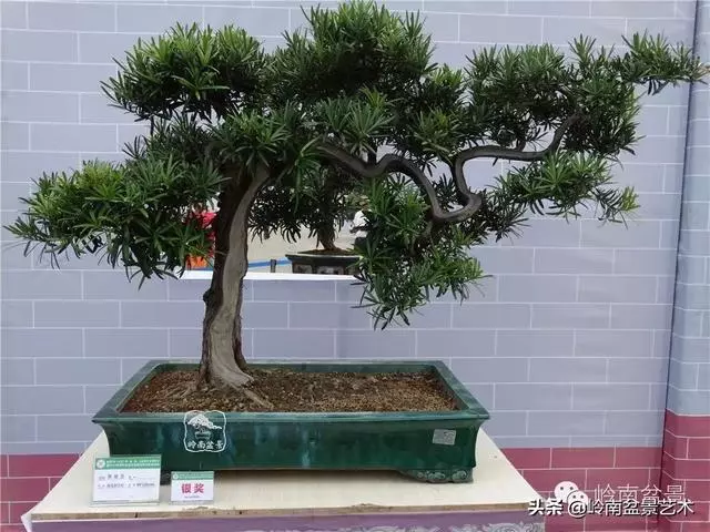 中外頂級盆展亮點作品回顧