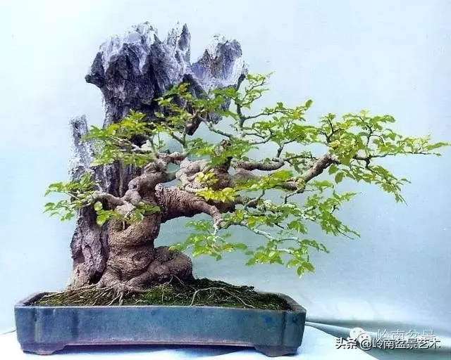 中外頂級盆展亮點作品回顧