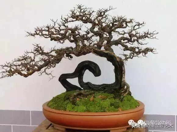 中外頂級盆展亮點作品回顧