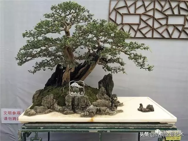 中外頂級盆展亮點作品回顧
