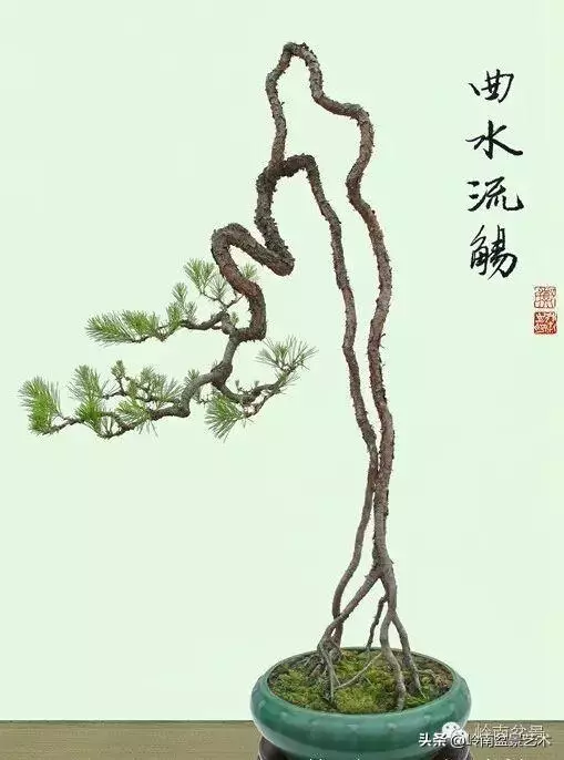 中外頂級盆展亮點作品回顧