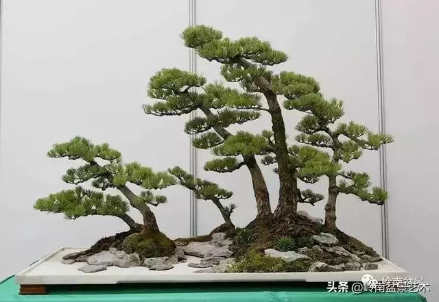 中外頂級盆展亮點作品回顧