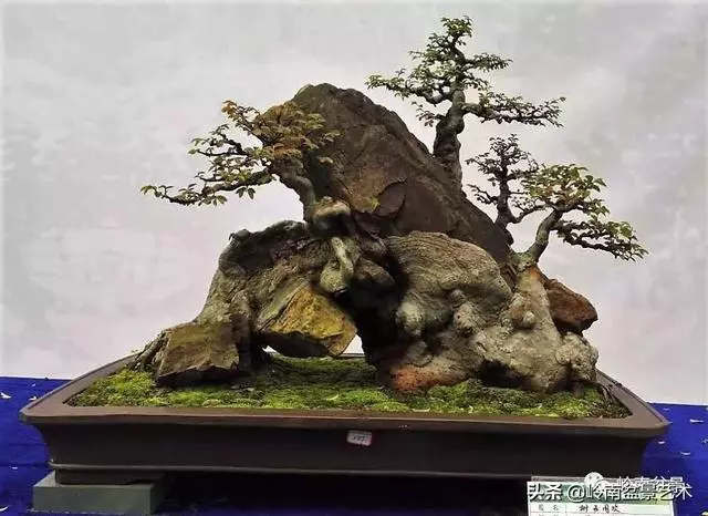 中外頂級盆展亮點作品回顧