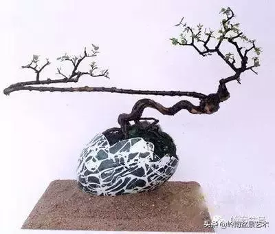 中外頂級盆展亮點作品回顧