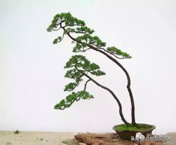 中外頂級盆展亮點作品回顧