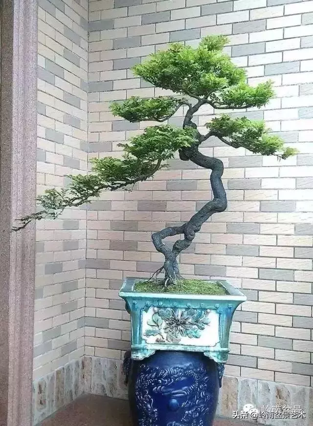 中外頂級盆展亮點作品回顧