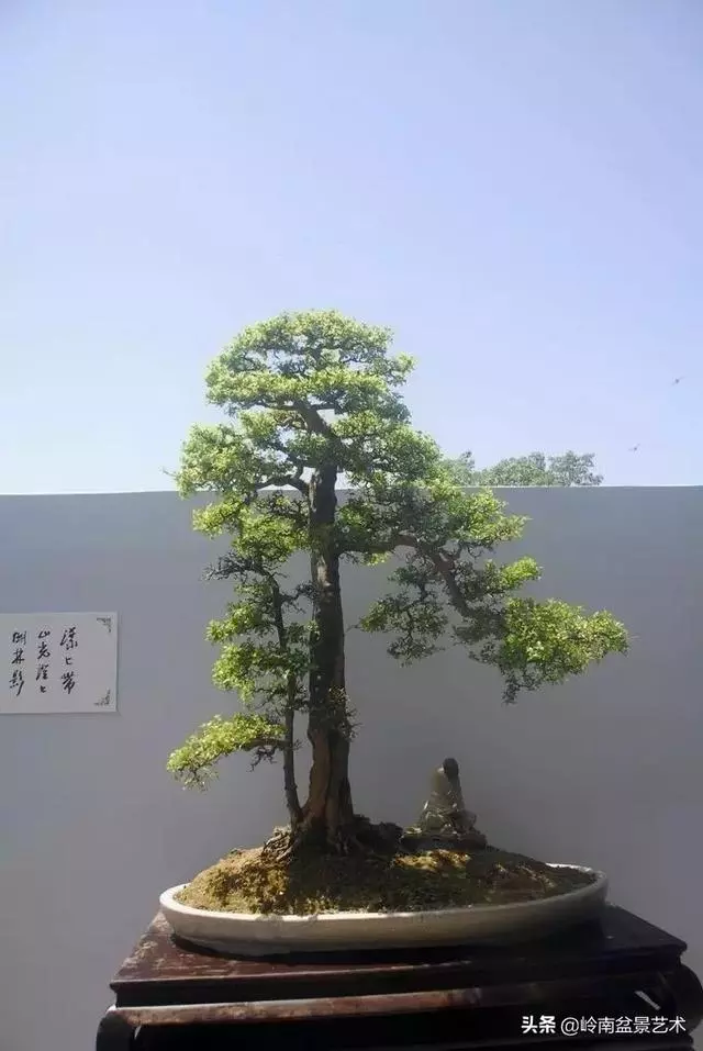 中外頂級盆展亮點作品回顧