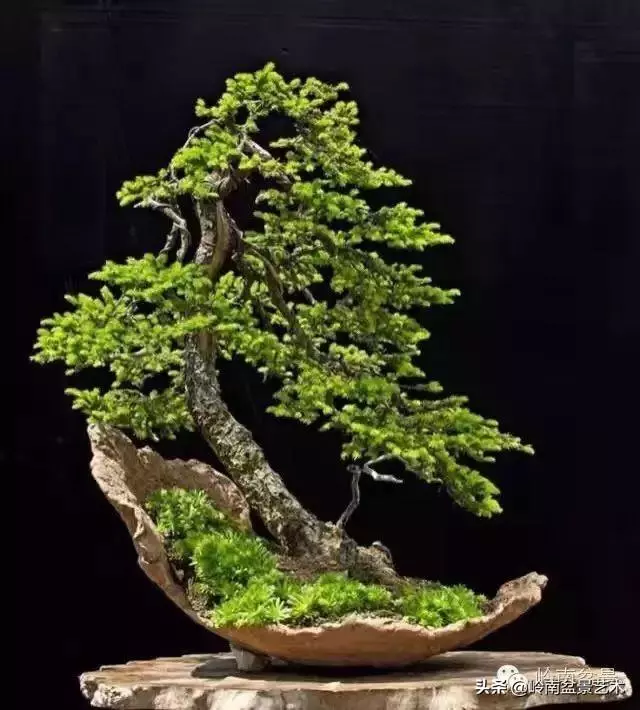 中外頂級盆展亮點作品回顧