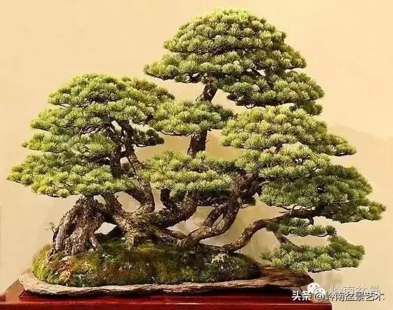 中外頂級盆展亮點作品回顧