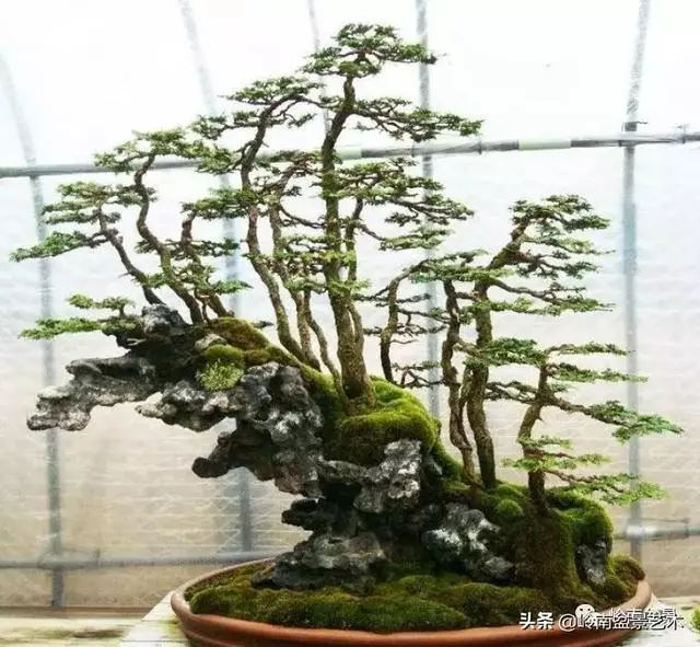 中外頂級盆展亮點作品回顧