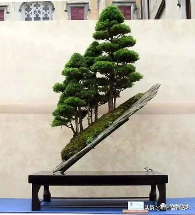 中外頂級盆展亮點作品回顧