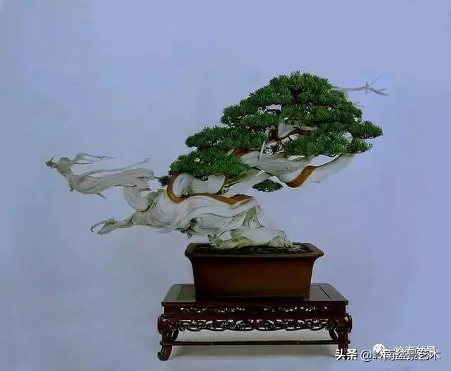 中外頂級盆展亮點作品回顧