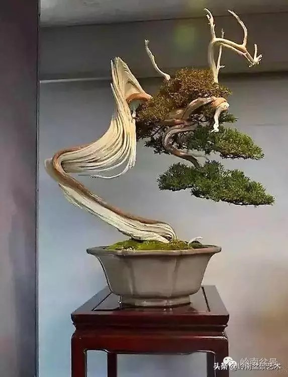 中外頂級盆展亮點作品回顧
