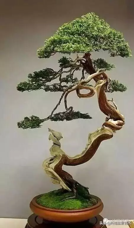 中外頂級盆展亮點作品回顧