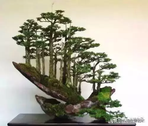 中外頂級盆展亮點作品回顧