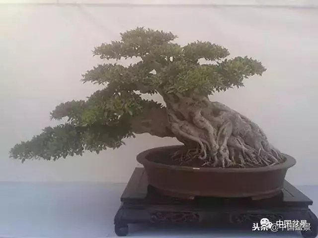 盆景創作須處理好24個關係