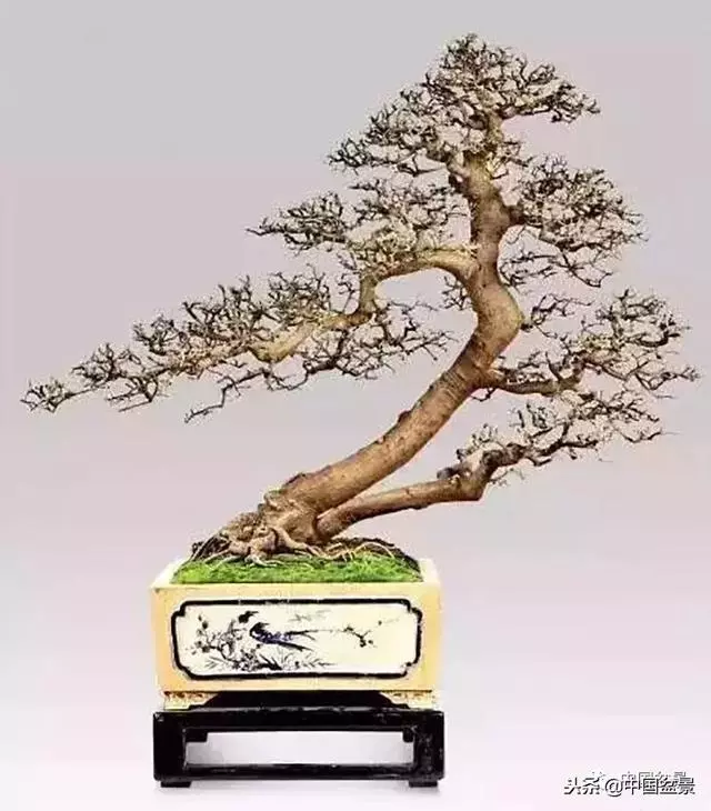 盆景創作須處理好24個關係