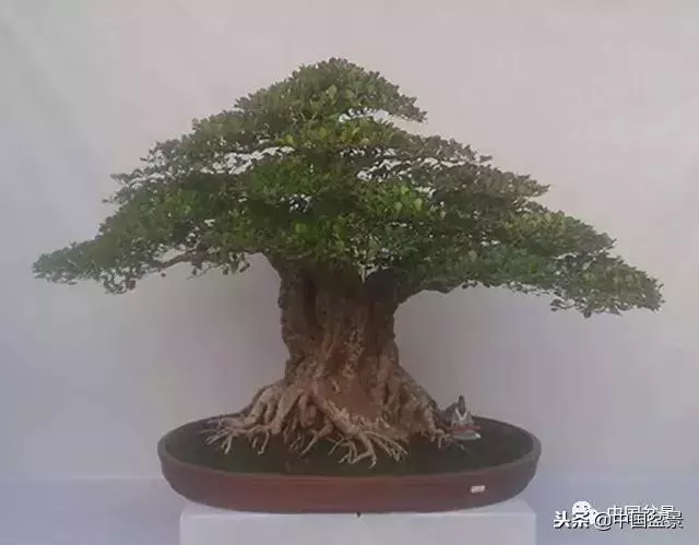 盆景創作須處理好24個關係