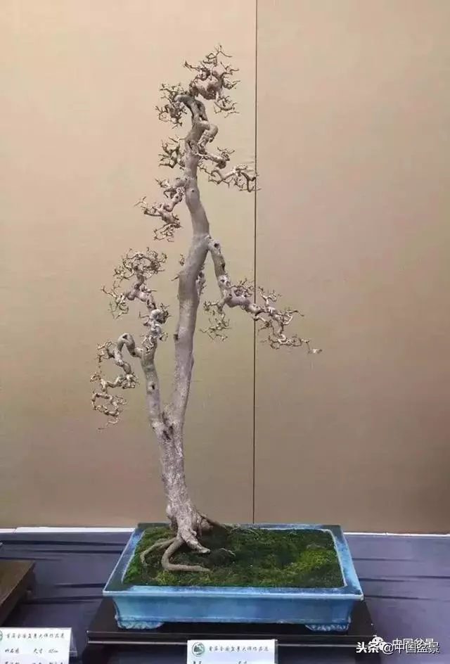 盆景創作須處理好24個關係