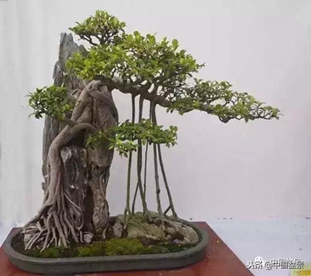 盆景創作須處理好24個關係