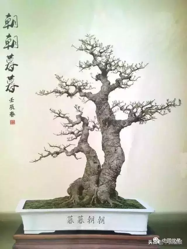 盆景創作須處理好24個關係