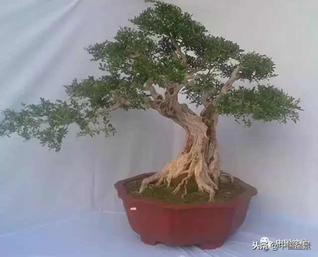 盆景創作須處理好24個關係