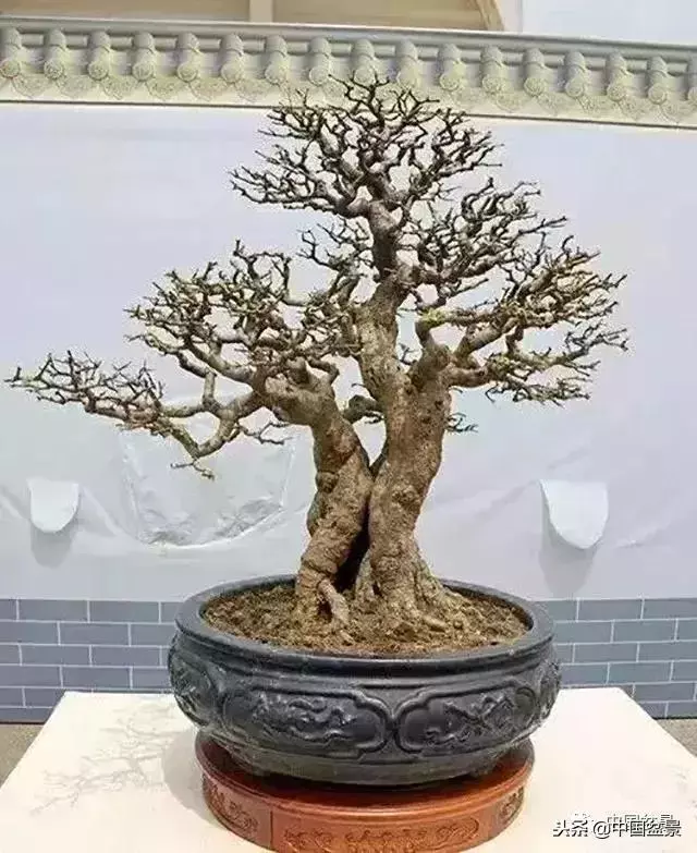 盆景創作須處理好24個關係