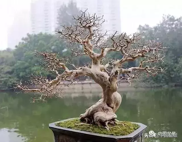 盆景創作須處理好24個關係