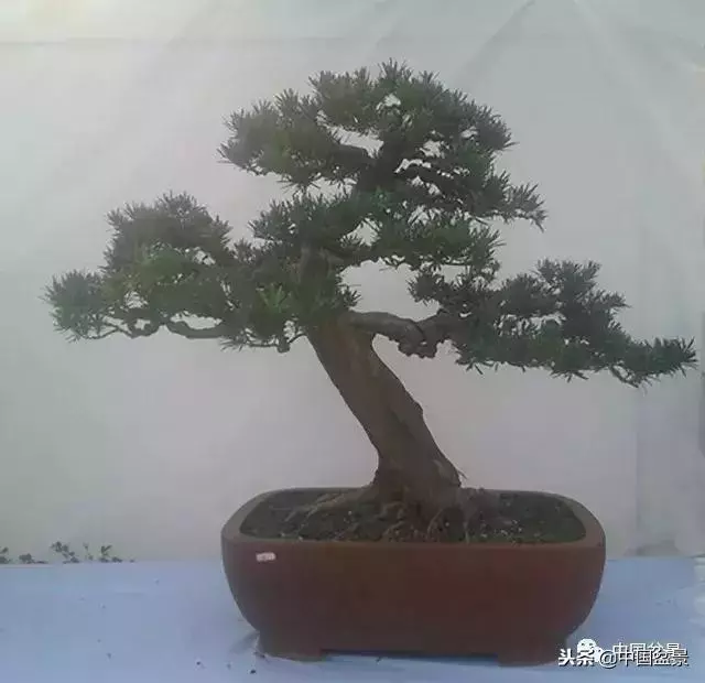 盆景創作須處理好24個關係