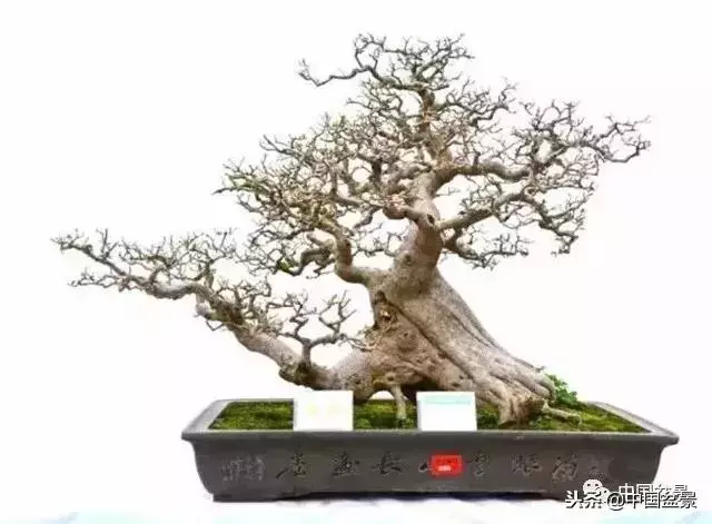 盆景創作須處理好24個關係