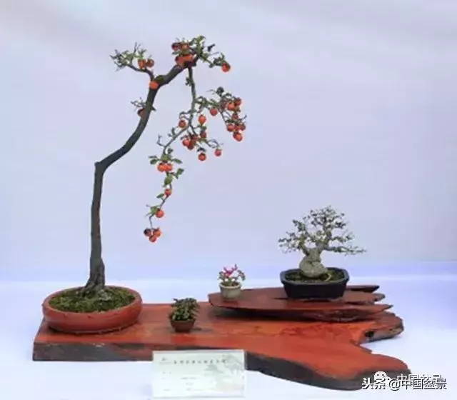盆景創作須處理好24個關係